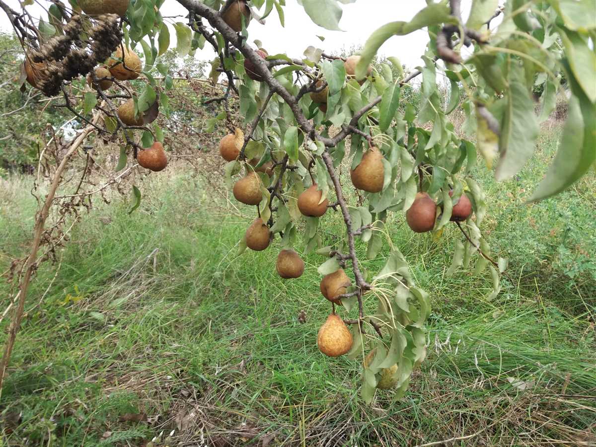 Садівники розповіли, як просто та швидко захистити дерева від шкідників – прості поради