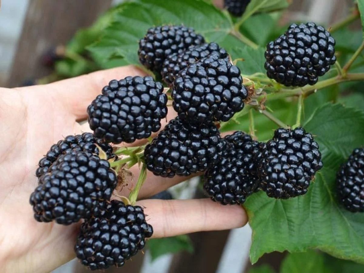 Садівники пояснили, як утеплити кущі ожини, аби вони не вимерзали взимку та були в теплі