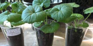 Як доглядати за рослинами у листопаді