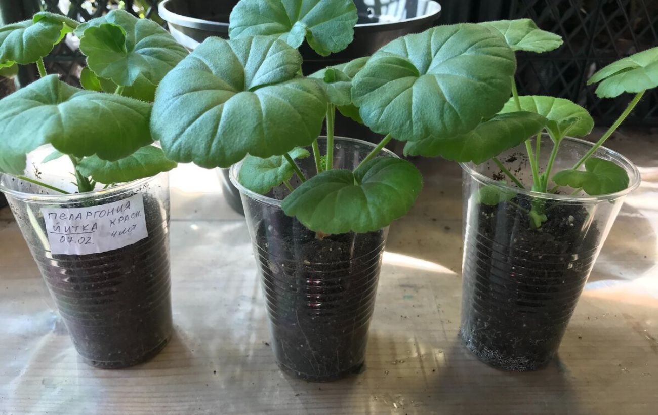 Як доглядати за рослинами у листопаді