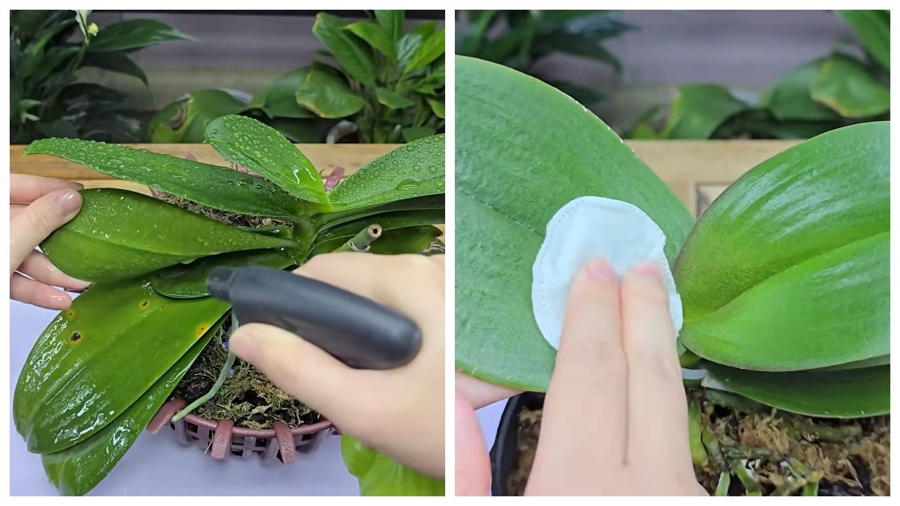 Квітникарі розповіли, чим ефективно підгодувати орхідею