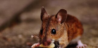 Як вивести гризунів з будинку