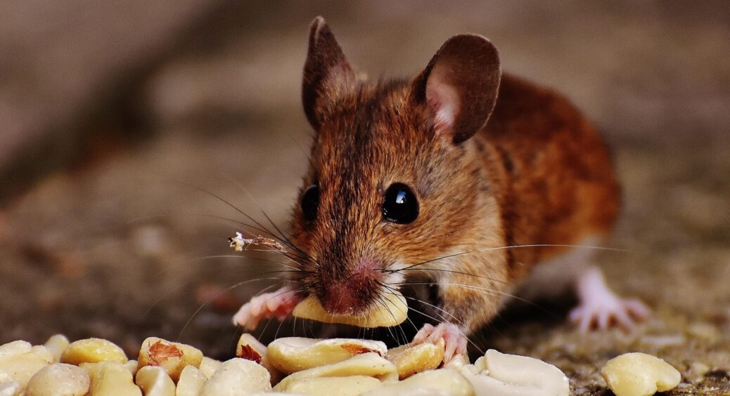 Вивела мишей за 15 хвилин: ніякої хімії і пасток – гуманний метод. Знадобиться йоржик для посуду 