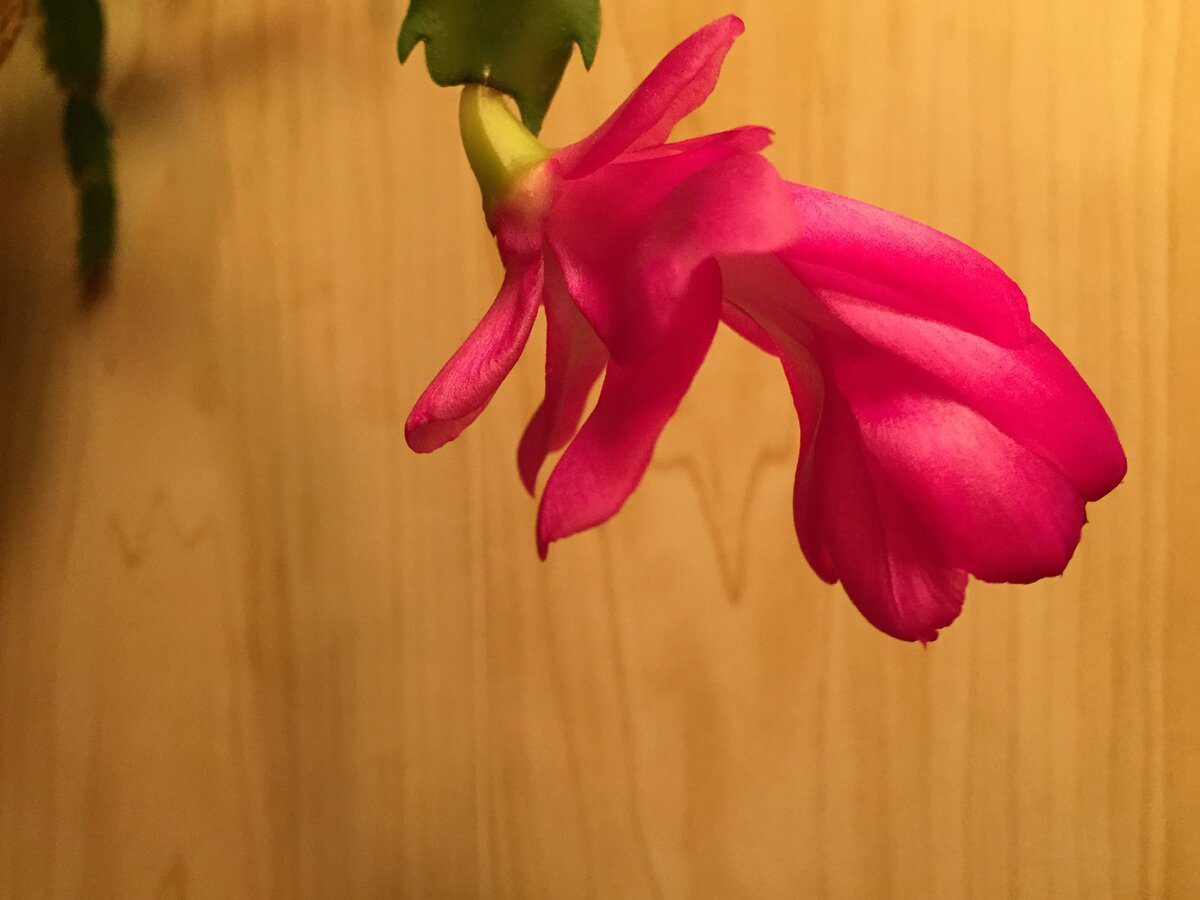 Садівники розповіли, який існує спосіб ефективно стимулювати цвітіння декабриста восени