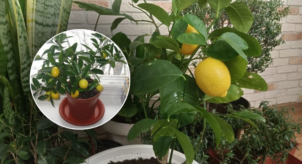Не чекала, що 1 гранула добрива змінить усе: але лимон зацвів за 28 днів після застою в розвитку аж на рік 