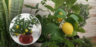 Садівники пояснили, як зі звичайного лимона виростити дерево 