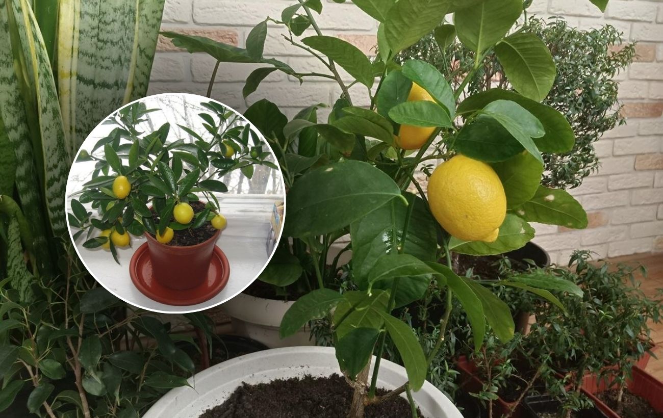 Як стимулювати цвітіння лимона простим добривом