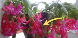 Як стимулювати цвітіння декабриста