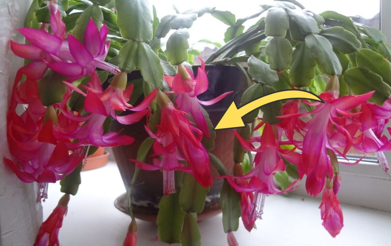 Як стимулювати цвітіння декабриста