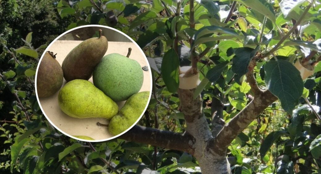 Підслухала у сусіда, як захистити грушу від шкідників: 2 літри розчину під дерево – і кора чиста до весни 