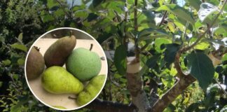 Як захистити грушу від шкідників взимку