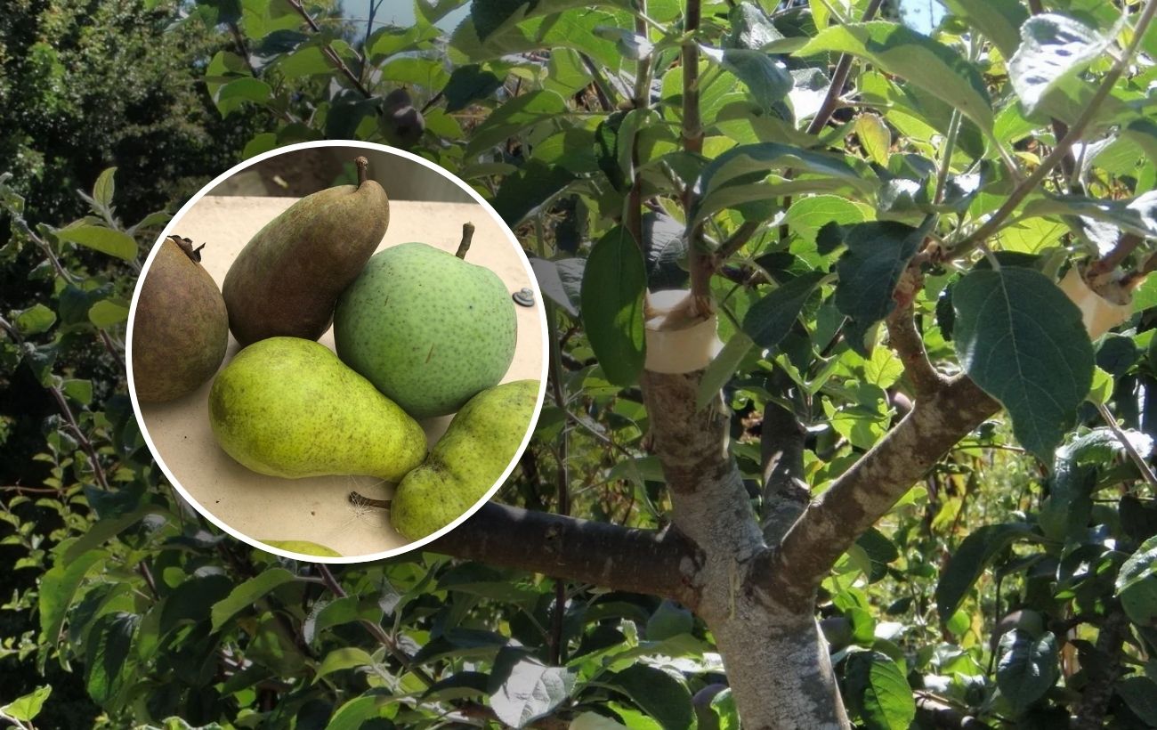 Як захистити грушу від шкідників взимку