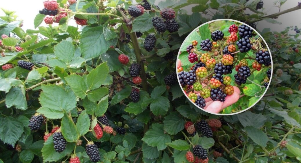 2 ст. ложки на кожен кущ – і ожина не вимерзає взимку: перевірено мною, кумою і навіть 76-річною мамою 