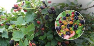 Як утеплити кущі ожини на зиму