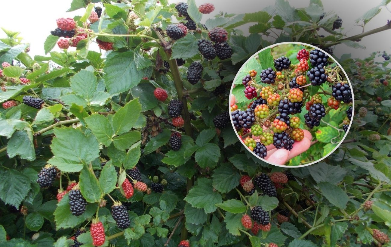 Як утеплити кущі ожини на зиму