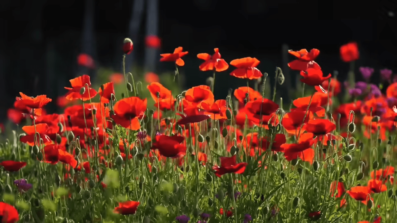 Квітникарі розповіли, які квіти варто посадити під зиму