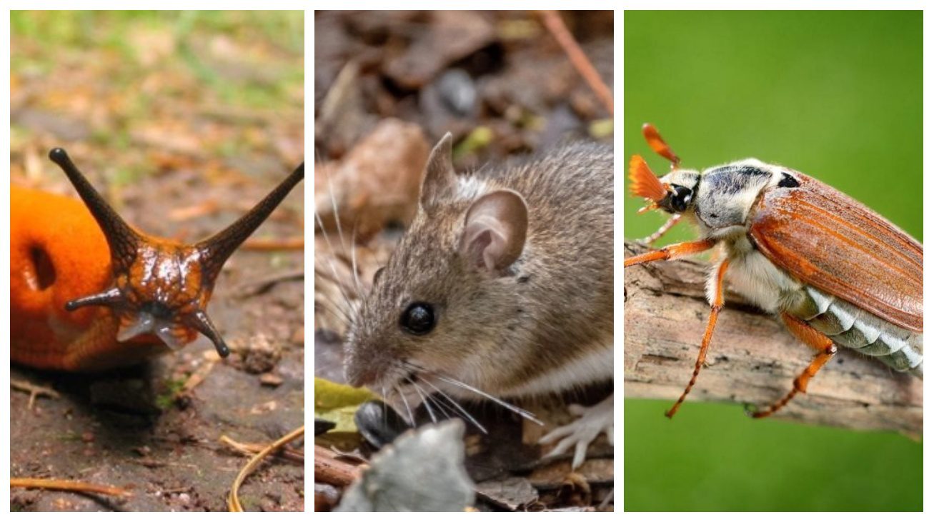 Городники розповіли, як позбавитися від шкідників у мульчі