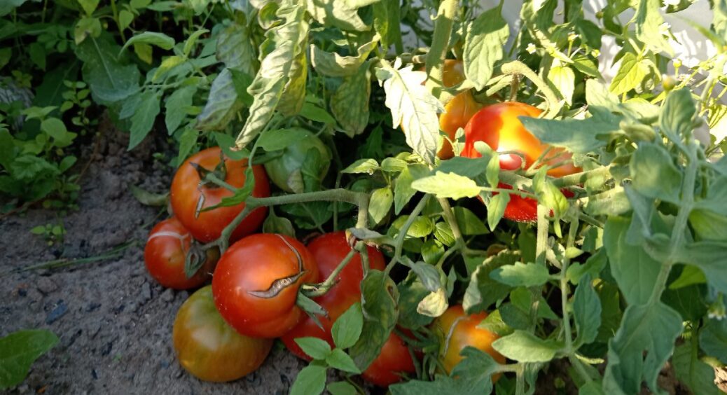 Підсипаю до томатів 1 столову ложку суміші – і захищаю від фітофтори без хімії. Томати стоять здорові 