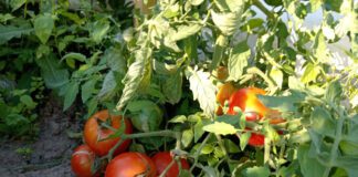 Городники назвали дієву суміш від фітофтори на томатах 