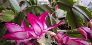 Садівники назвали дієве добриво для декабриста 