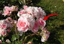 Як захистити троянди від морозу