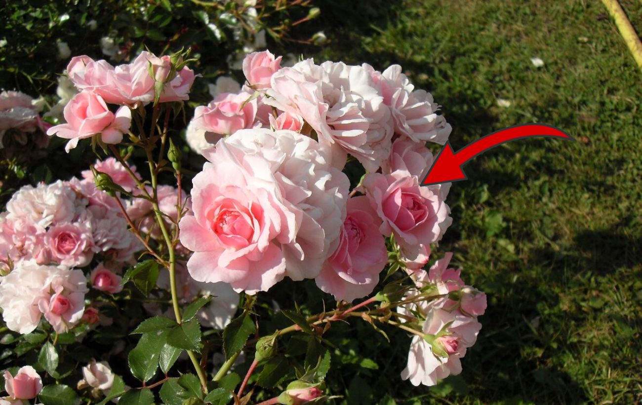 Як захистити троянди від морозу