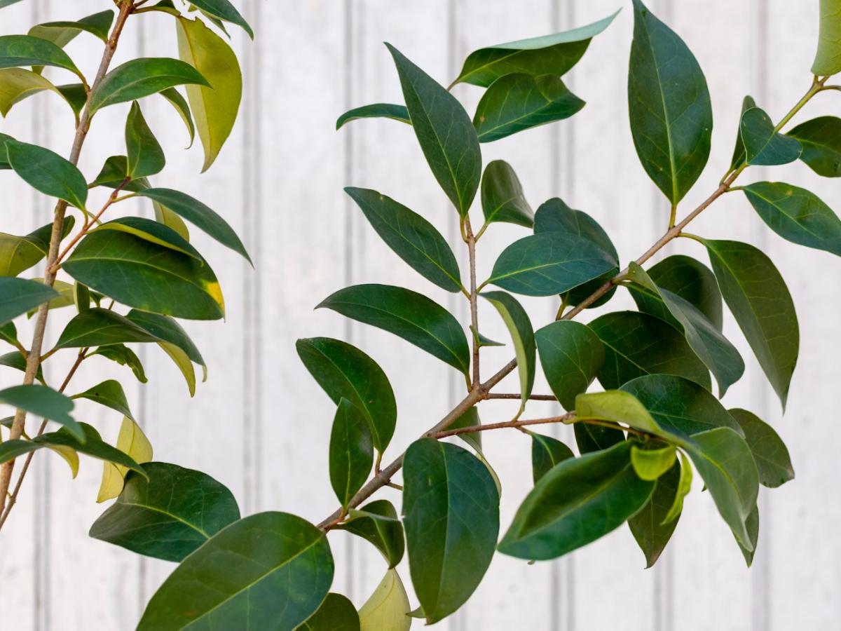 Експерти розповіли, як відновити гинучу кімнатну рослину