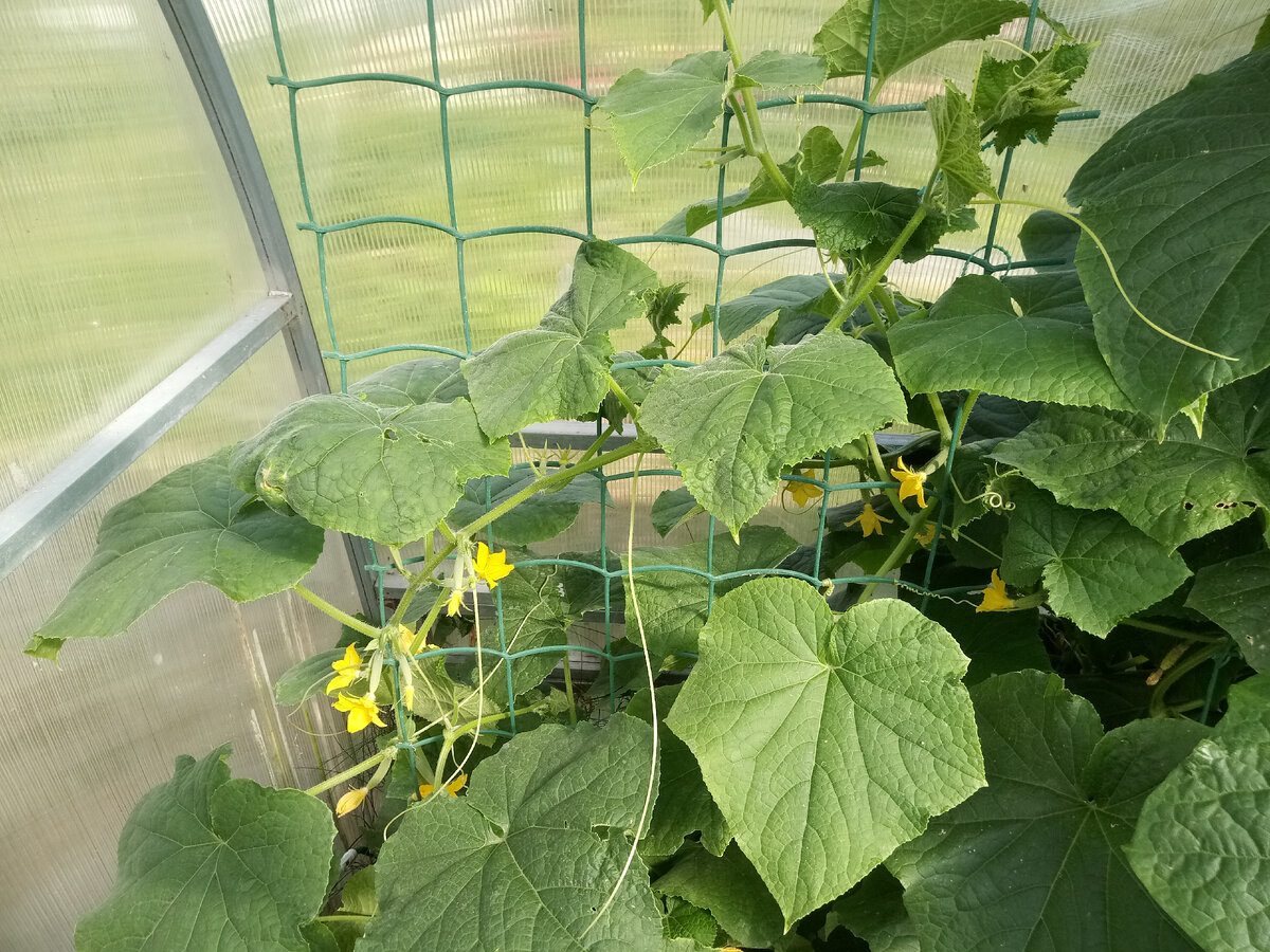 Городники розповіли, які сорти огірків радують найвищою врожайністю та смаком плодів