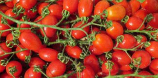 Городники пояснили, як виростити помідори на на підвіконні взимку 