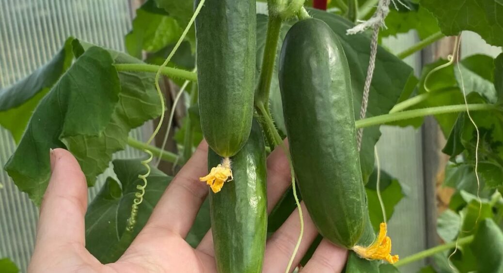 Хліб не пропадає: кладу 1 шматочок у воду та роблю добриво для огірків – ростуть, як на дріжджах 