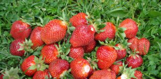 Городники пояснили, як посадити полуницю восени, щоб вона дала врожай у навесні 