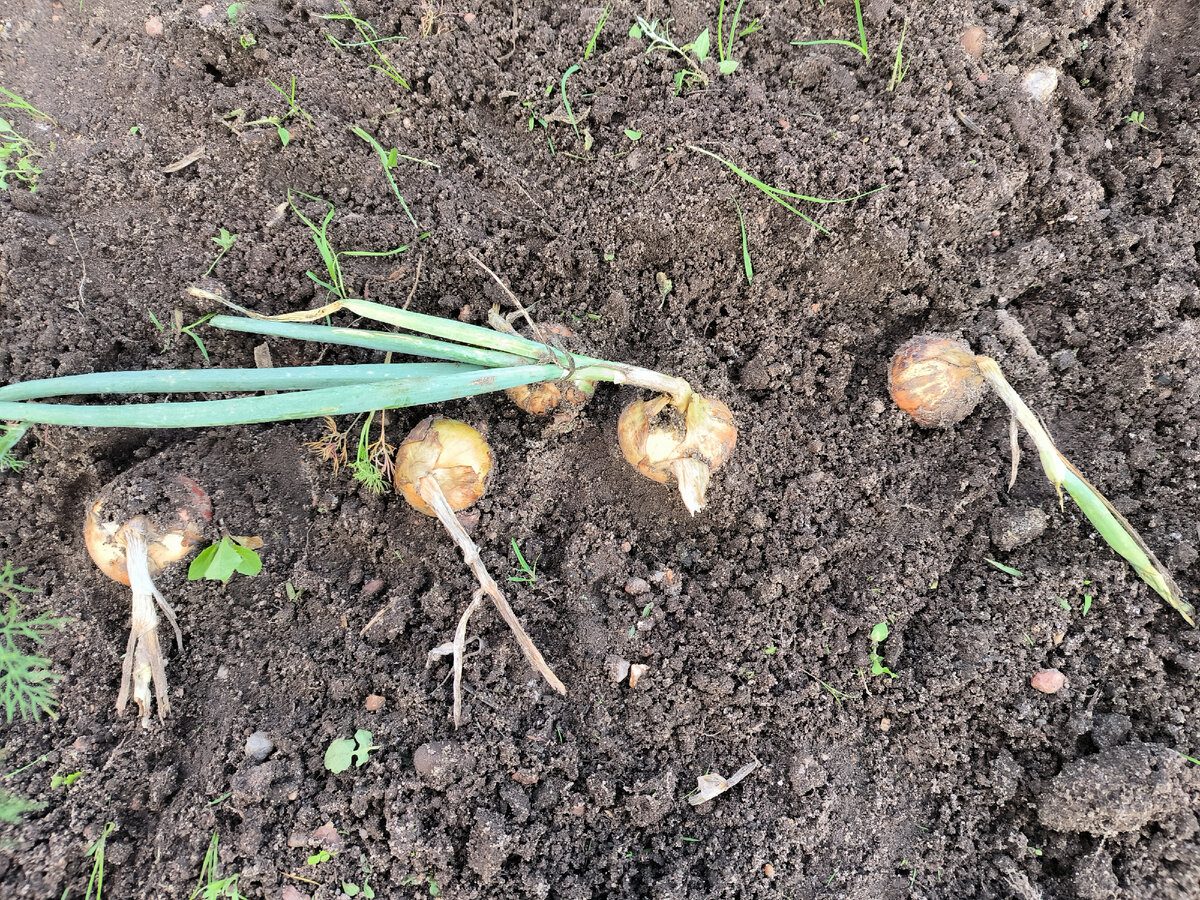 Експерти пояснили, як правильно зберігати врожай цибулі, якщо умови для цього непідхожі