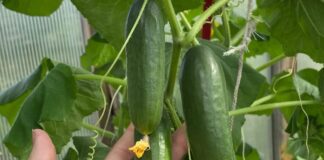 Городники назвали дієве добриво для росту огірків 