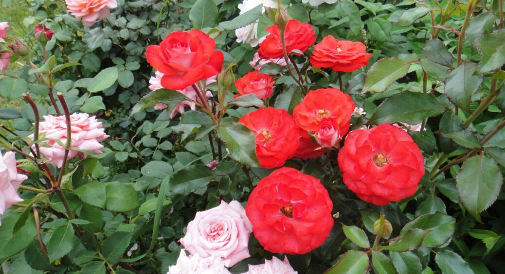 Засипаю під корінь троянд 1 зовсім копійчаний порошок – і вони не чорніють навіть після морозів 