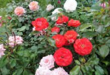 Засипаю під корінь троянд 1 зовсім копійчаний порошок – і вони не чорніють навіть після морозів Садівники назвали дешевий спосіб для утеплення троянд взимку