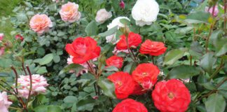 Садівники назвали дешевий спосіб для утеплення троянд взимку