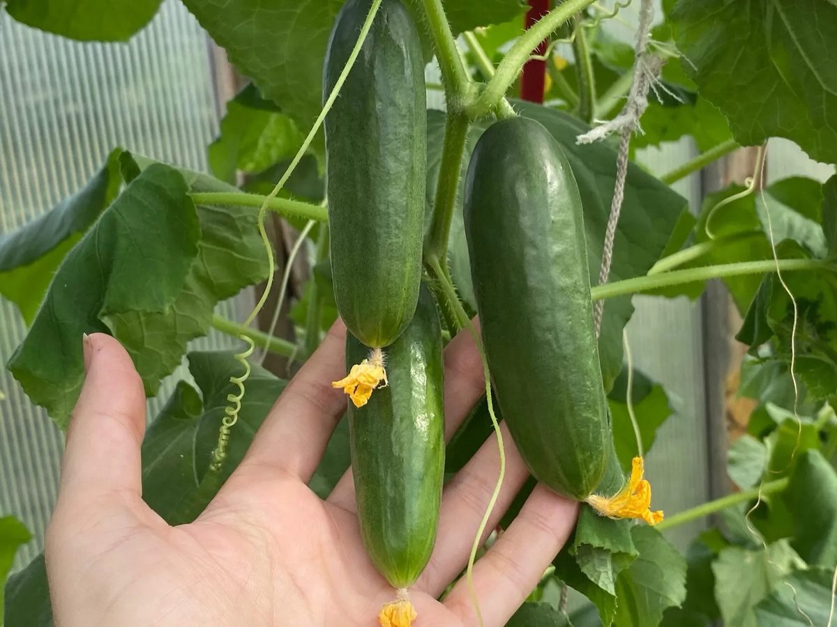 Городники назвали дієве добриво для росту огірків 