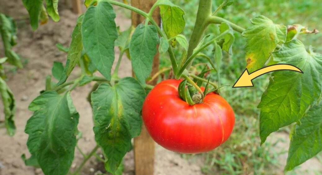 Не томати, а справжні м’ясисті гіганти! Плоди по 100 г, але на кожному кущі – по 100 помідорів. Назва 