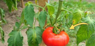 Агрономи назвали найкраще добриво для мʼясистих помідорів 