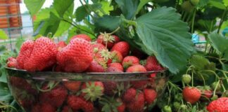 Як підживити полуницю під зиму