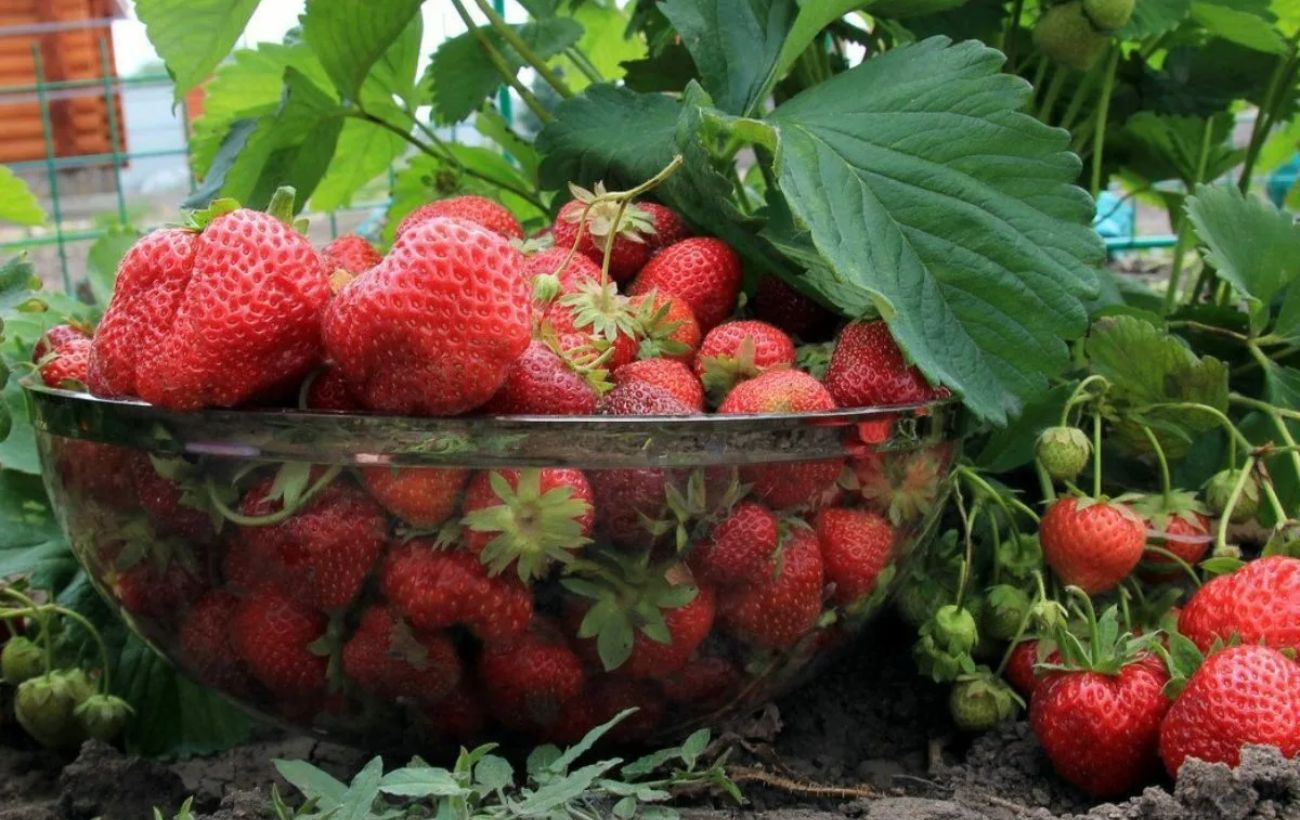 Як підживити полуницю під зиму