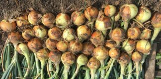 Як зберігати врожай цибулі в теплі