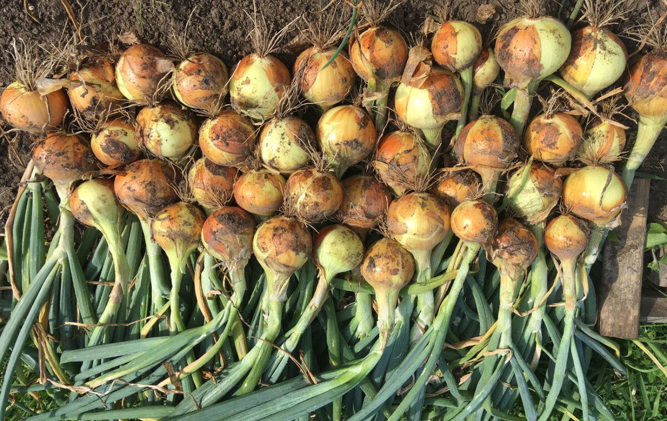 Як зберігати врожай цибулі в теплі