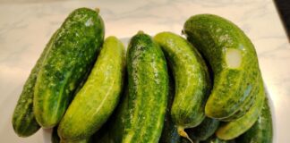 Який сорт огірків обрати для посадки на ділянці