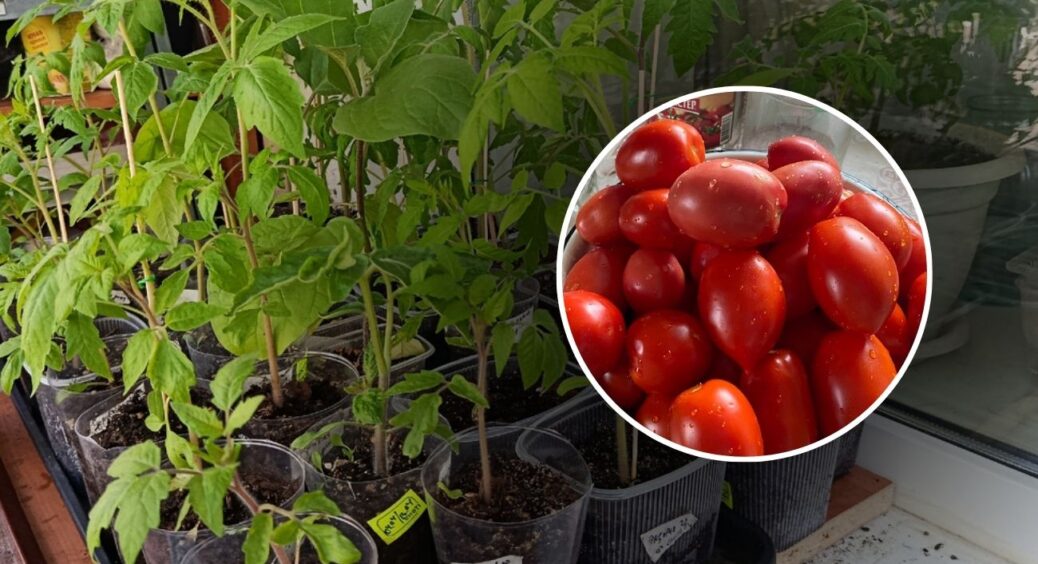 5 методів, що прискорюють ріст помідорів: від посіву до плодів – урожай попре на 3-4 тижні раніше всіх 