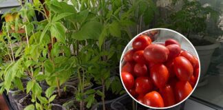 Найкращий сорт томатів для відкритої грядки й теплиці