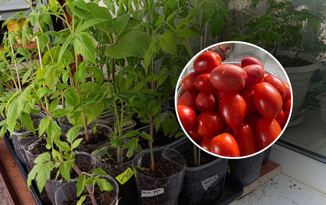 Експерти розповіли, як взимку вирощувати томати на балконі