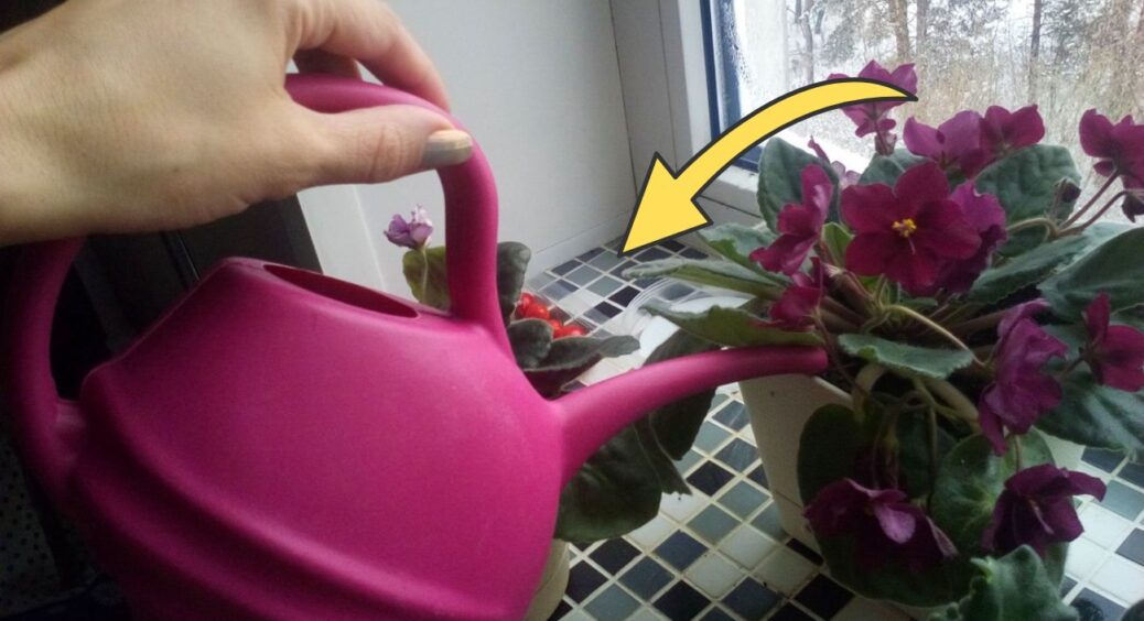 Зекономила 550 грн на добривах: у квітковому магазині дали рецепт універсального підживлення для ВСІХ квітів 