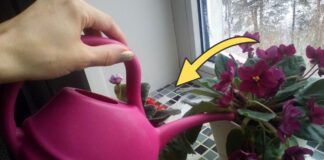 Квітникарі поділилися рецептом універсального добрива для кімнатних квітів