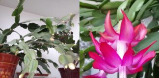 Як стимулювати цвітіння декабриста восени та взимку